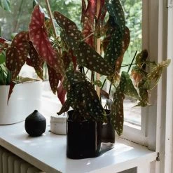 Artek - Riihitie Plantenbak -Meubilair Verkoopwinkel Artek Riihitie Uebertopf dunkelbraun Ambiente 2