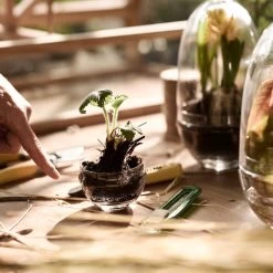 Design House Stockholm - Grow Kas 17 Design House Stockholm - Grow Kas -Meubilair Verkoopwinkel Design House Stockholm Grow Gewachshaus Ambiente 1