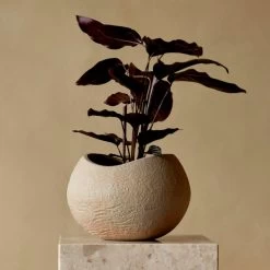 Audo - Plantas Plantenpot 19 Audo - Plantas Plantenpot -Meubilair Verkoopwinkel Menu Plantas Pflanzentopf elfenbein 17 cm Situation 3 1